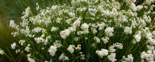 BUY LUZULA NIVEA PLANTS ONLINE FROM HOPES GROVE NURSERIES