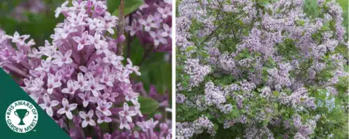 BUY SYRINGA MEYERI PALIBIN SHRUBS ONLINE FROM HOPES GROVE NURSERIES