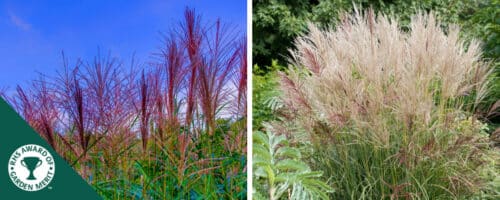BUY MISCANTHUS SINENSIS FERNER OSTEN PLANTS ONLINE FROM HOPES GROVE NURSERIES
