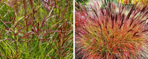 BUY MISCANTHUS SINENSIS RED CHIEF PLANTS ONLINE FROM HOPES GROVE NURSERIES