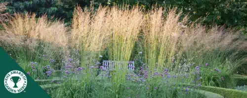 BUY MOLINIA ARUNDINACEA TRANSPARENT GRASSES ONLINE FROM HOPES GROVE NURSERIES