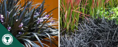 BUY OPHIOPOGON PLANISCAPUS BLACK DRAGON PLANTS ONLINE FROM HOPES GROVE NURSERIES