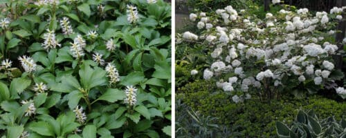BUY PACHYSANDRA TERMINALIS JAPANESE SPURGE PLANTS ONLINE FROM HOPES GROVE NURSERIES