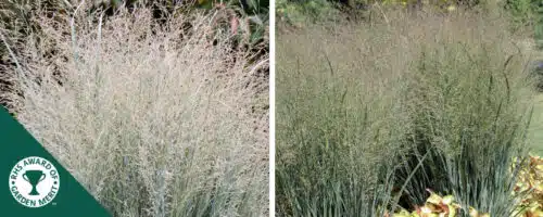 BUY PANICUM VIRGATUM HEAVY METAL PLANTS ONLINE FROM HOPES GROVE NURSERIES