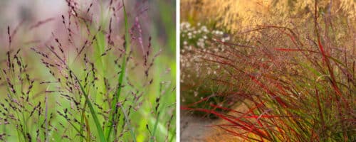 BUY PANICUM VIRGATUM SQUAW GRASSES ONLINE FROM HOPES GROVE NURSERIES