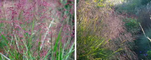 BUY PANICUM VIRGATUM WARRIOR GRASSES ONLINE FROM HOPES GROVE NURSERIES