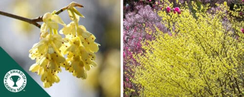 BUY CORYLOPSIS PAUCIFLORA SHRUBS ONLINE FROM HOPES GROVE NURSERIES