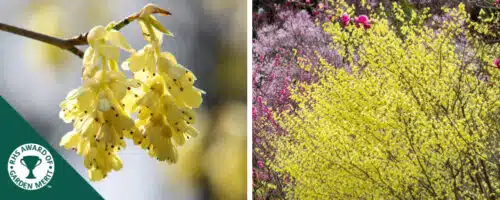 BUY CORYLOPSIS PAUCIFLORA SHRUBS ONLINE FROM HOPES GROVE NURSERIES