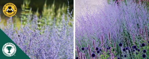 BUY PEROVSKIA BLUE SPIRE SHRUBS ONLINE FROM HOPES GROVE NURSERIES