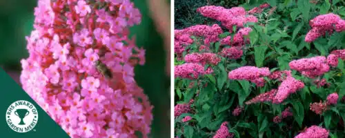 BUY BUDDLEJA DAVIDII PINK DELIGHT SHRUBS ONLINE FROM HOPES GROVE NURSERIES