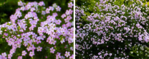 BUY DIOSMA ERICOIDES PINK FOUNTAIN SHRUBS ONLINE FROM HOPES GROVE NURSERIES
