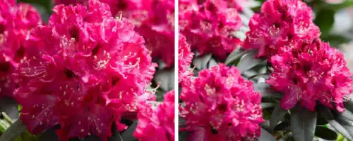 BUY RHODODENDRON MARIE FORTE PLANTS ONLINE FROM HOPES GROVE NURSERIES
