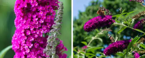 BUY BUDDLEJA DAVIDII ROYAL RED SHRUBS ONLINE FROM HOPES GROVE NURSERIES