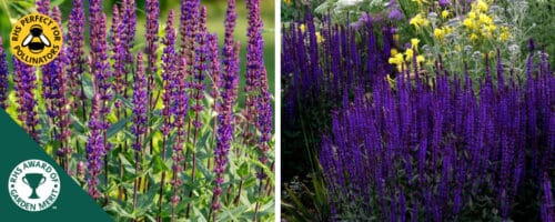 BUY SALVIA NEMOROSA CARADONNA PLANTS ONLINE FROM HOPES GROVE NURSERIES