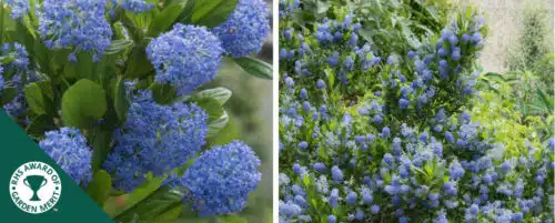BUY CEANOTHUS SKYLARK SHRUBS ONLINE FROM HOPES GROVE NURSERIES