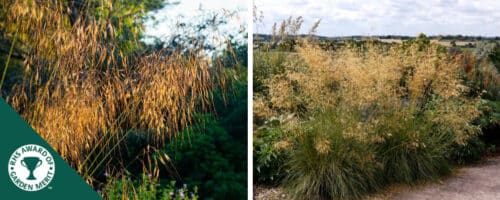 BUY STIPA GIGANTEA GRASSES ONLINE FROM HOPES GROVE NURSERIES