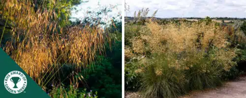 BUY STIPA GIGANTEA GRASSES ONLINE FROM HOPES GROVE NURSERIES