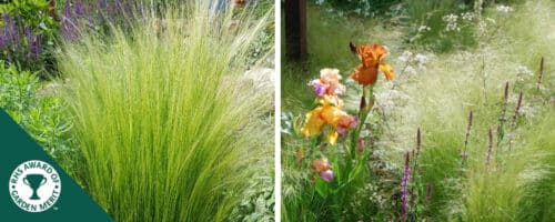BUY STIPA TENUISSIMA PONY TAILS GRASSES ONLINE FROM HOPES GROVE NURSERIES