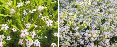 BUY DIOSMA ERICOIDES SUNSET GOLD SHRUBS ONLINE FROM HOPES GROVE NURSERIES