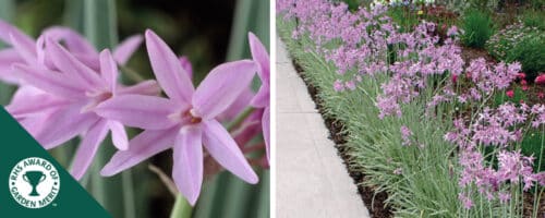 BUY TULBHAGHIA VIOLACEA SILVER LACE PLANTS ONLINE FROM HOPES GROVE NURSERIES
