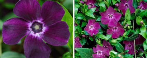 BUY VINCA MINOR ATROPURPUREA PLANTS ONLINE FROM HOPES GROVE NURSERIES