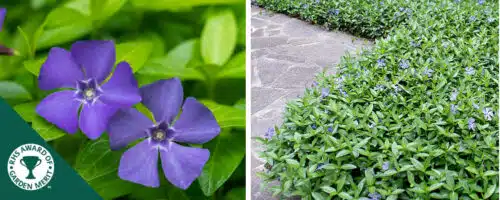 BUY VINCA MINOR BOWLES VARIETY PLANTS ONLINE FROM HOPES GROVE NURSERIES