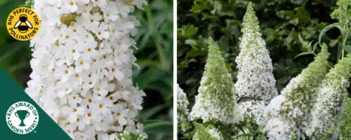 BUY BUDDLEJA DAVIDII WHITE PROFUSION SHRUBS ONLINE FROM HOPES GROVE NURSERIES