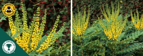 BUY MAHONIA X MEDIA WINTER SUN SHRUBS FROM HOPES GROVE NURSERIES
