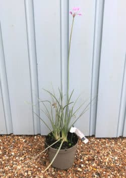 Tulbaghia Violacea Silver Lace Potted Grasses 8387