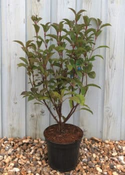 Viburnum Bodnantense Dawn Potted Shrubs 8457