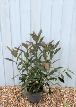 Viburnum Odoratissimum Coppertop Potted Shrubs 8455