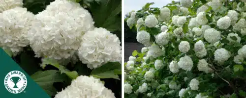 BUY VIBURNUM OPULUS ROSEUM SHRUBS ONLINE FROM HOPES GROVE NURSERIES