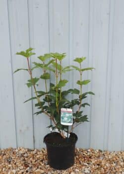 Viburnum Opulus Roseum Potted Shrubs 8456