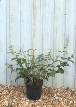 Viburnum Plicatum Kilimanjaro Sunrise Potted Shrubs 8458