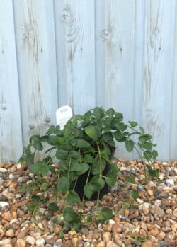 Vinca Major Potted Ground Cover 8406