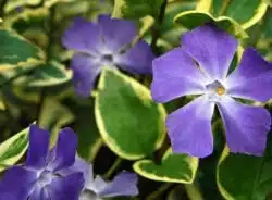 VINCA MAJOR VARIEGATA FLOWER DETAIL