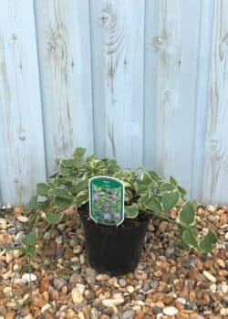 Vinca Major Variegata Potted Ground Cover 8407