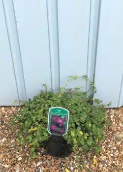 Vinca Minor Atropurpurea Potted Ground Cover 8408