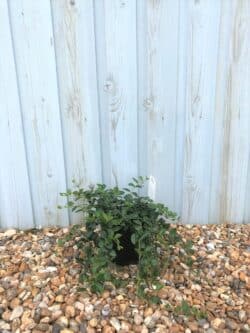 Vinca Minor Bowles Variety Potted Ground Cover 8409