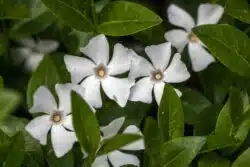 VINCA MINOR GERTRUDE JEKYLL FLOWER DETAIL