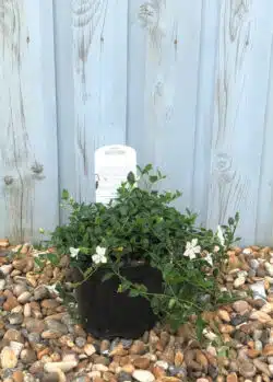 Vinca Minor Gertrude Jekyll Potted Ground Cover 8410