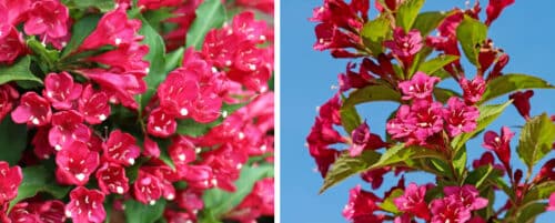 BUY WEIGELA BRISTOL RUBY SHRUBS ONLINE FROM HOPES GROVE NURSERIES