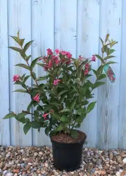 Weigela Bristol Ruby Potted Shrubs 8453