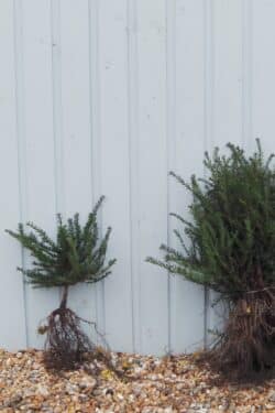 Yew English Bare Root Hedging 20-30cm 96-0in