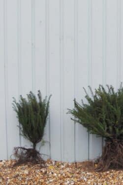 Yew English Bare Root Hedging 30-40cm 144-0in