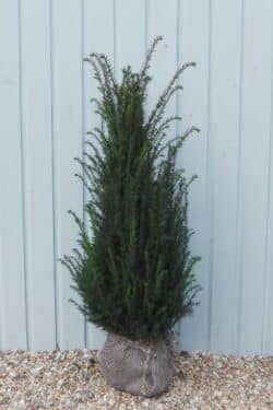 Yew English Rootball Hedging 100-125cm 42-48in