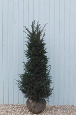 Yew English Rootball Hedging 175-200cm 72-78in