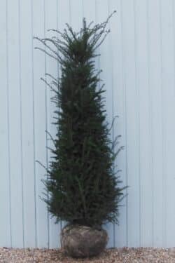Yew English Rootball Hedging 200-225cm 78-90in
