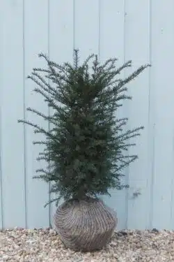 Yew English Rootball Hedging 60-80cm 24-36in