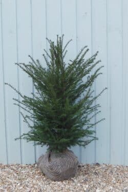 Yew English Rootball Hedging 80-100cm 30-42in